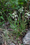 Arkansas beardtongue